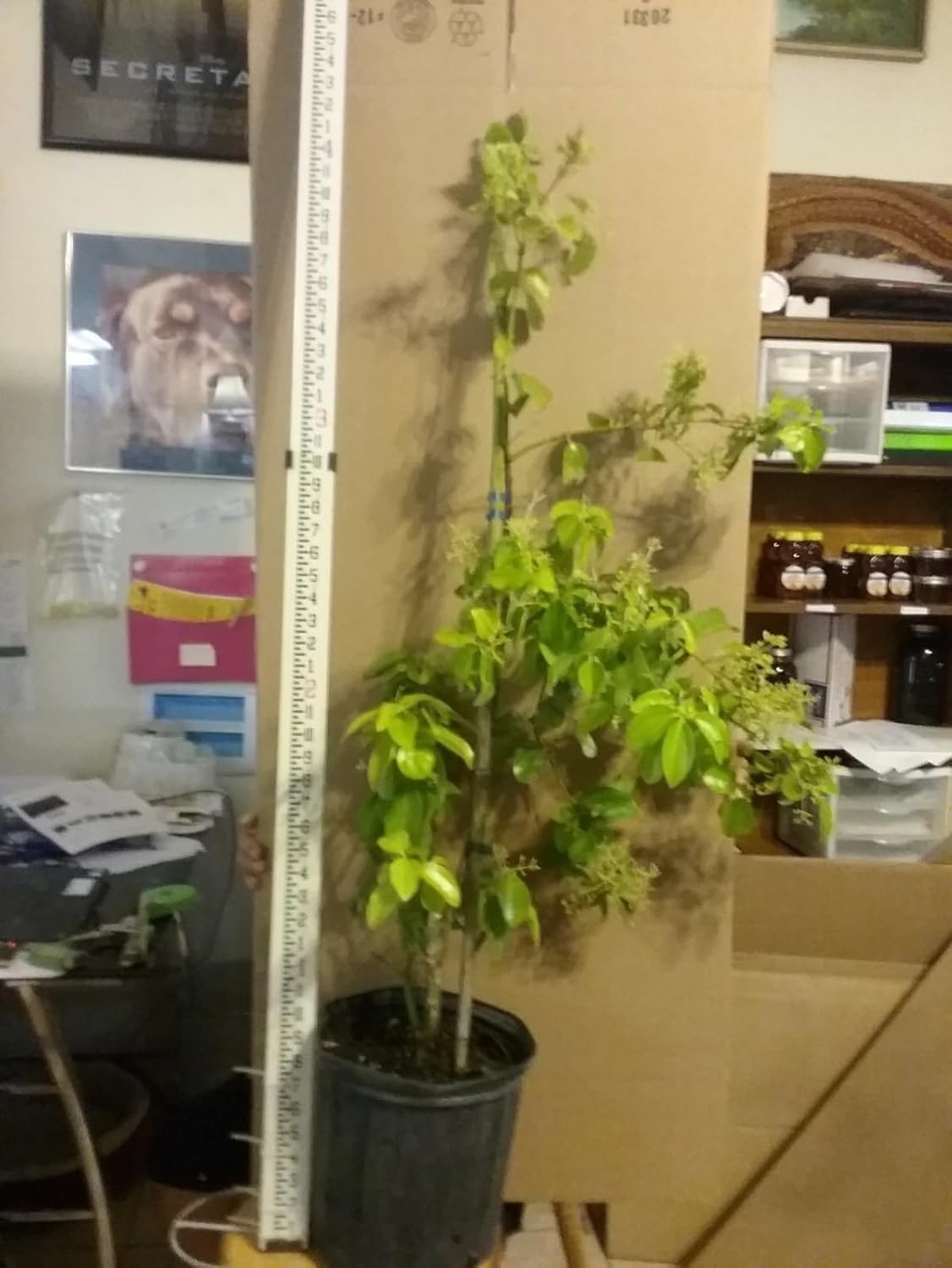 Cinnamon Tree Live Plant 3 GAL Pot 5+ Feet