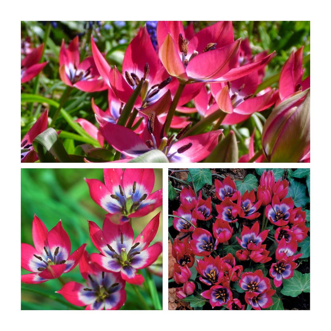 Little Beauty Tulip x 30 Flower Bulbs Size 6/7 Dwarf Species Tulip with Delicious Scent