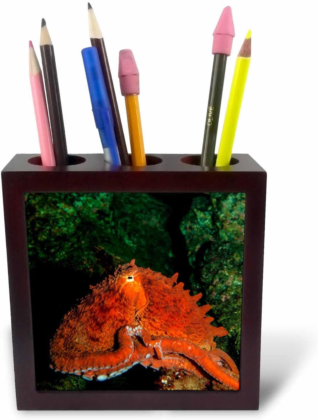 3dRose ph_226709_1 5-Inch Giant Pacific Octopus Portrait Off Vancouver Island/B.C./Canada Tile Pen Holder