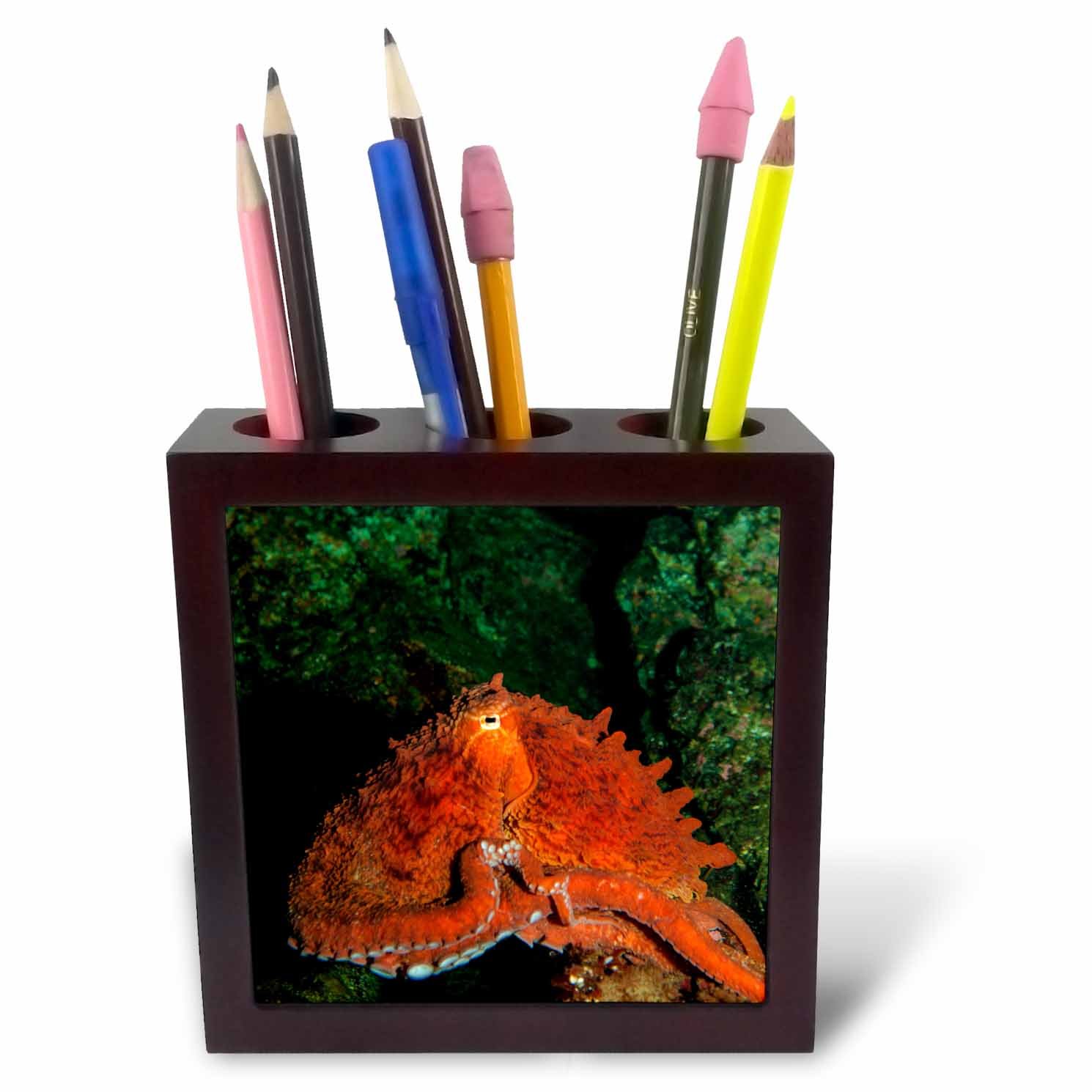 3dRose ph_226709_1 5-Inch Giant Pacific Octopus Portrait Off Vancouver Island/B.C./Canada Tile Pen Holder