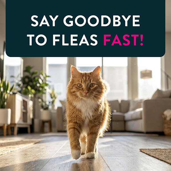 CAPSTAR (NITENPYRAM) CAT FLEA TREATMENT, FAST-ACTING ORAL FLEA TREATMENT FOR CATS 2-25 LBS, VET-RECOMMENDED MEDICATION TABLETS START KILLING IN 30 MINUTES, 6 DOSES