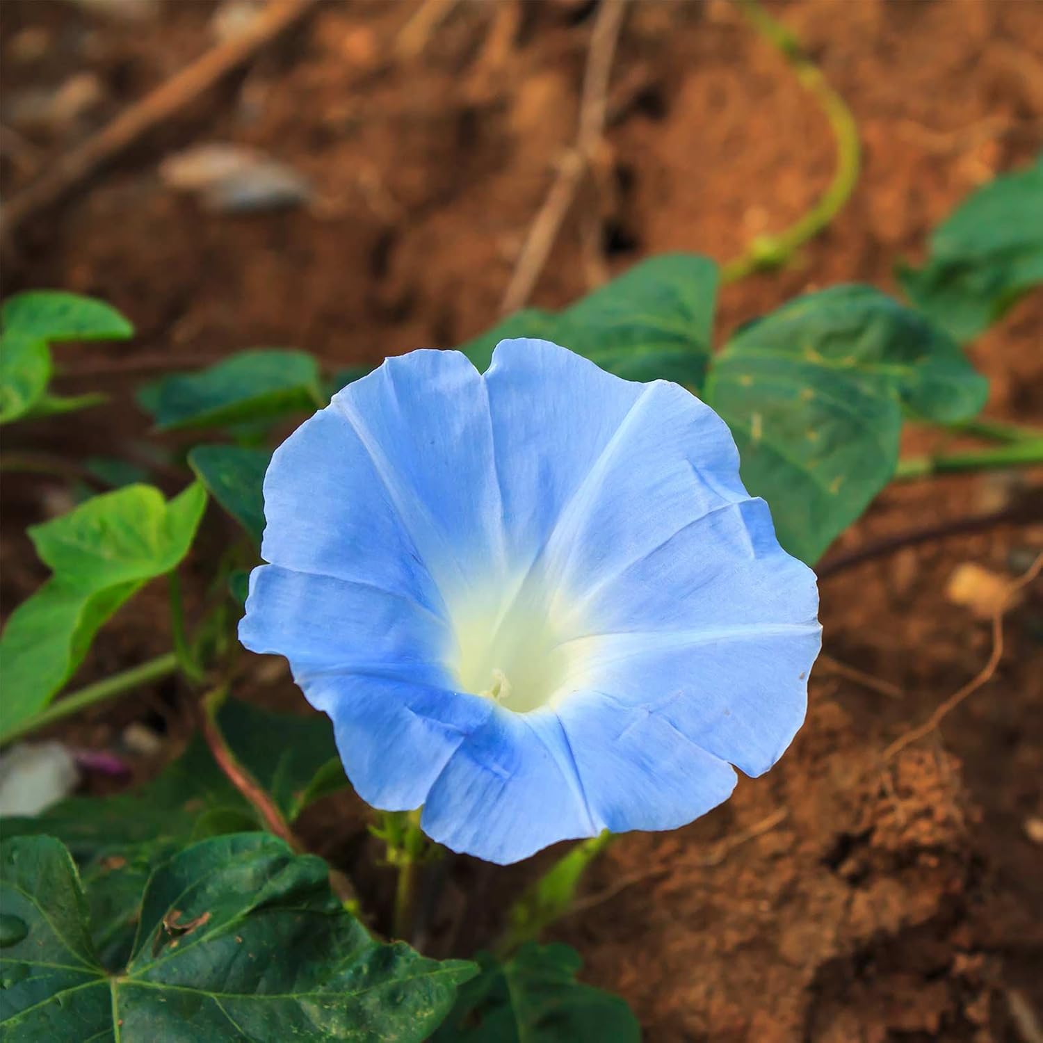 Morning Glory Flower Garden Seeds Heavenly Blue 1 Oz
