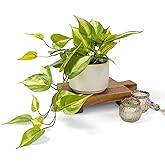 Kurrajong Farmhouse Light Green Fake pothos Plant | Fake Plant for Shelf Decor | Artificial Trailing Ivy Plant with 5" Wide x 3.5" high Ceramic Pot | Faux pothos | Feaux Pothos