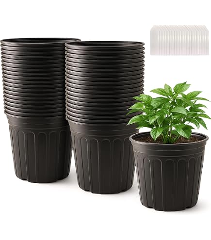 elephant ear plants for sale brisbane Dwarf Elephant Ear - Pond Plant