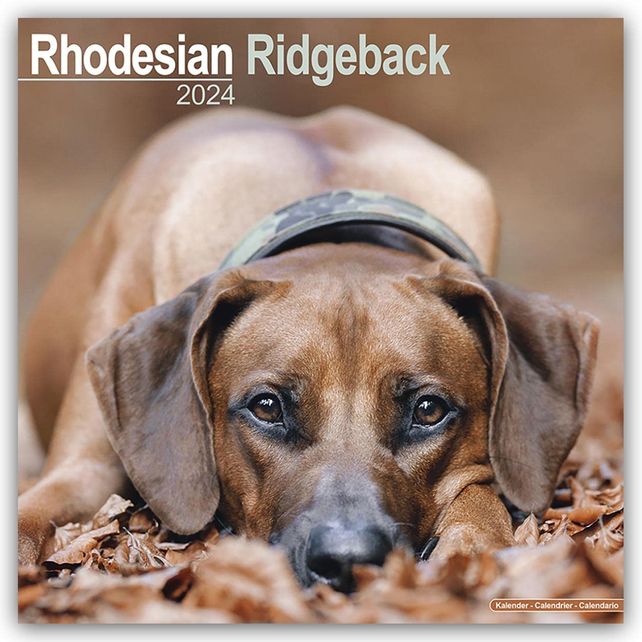 Rhodesian Ridgeback Calendar 2024 | Square Dog Breed Wall Calendar - 16 Month