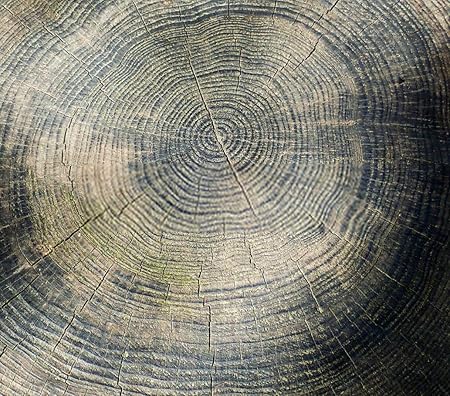 Amazon Com Diy 5d Diamond Painting Numbering Kit Forest Tree Rings Wood Cut Wooden Trunk Ring Circle Old Abstract 16 X Adult Children Rhinestone Cross Stitch Painting Kit For Home Decoration