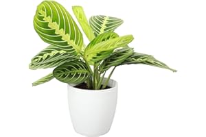 Thorsen's Greenhouse Lemon Lime Prayer Plant, Live Indoor Plant, Lemon Maranta, 4" Diameter Deocrative Pot Cover (White)