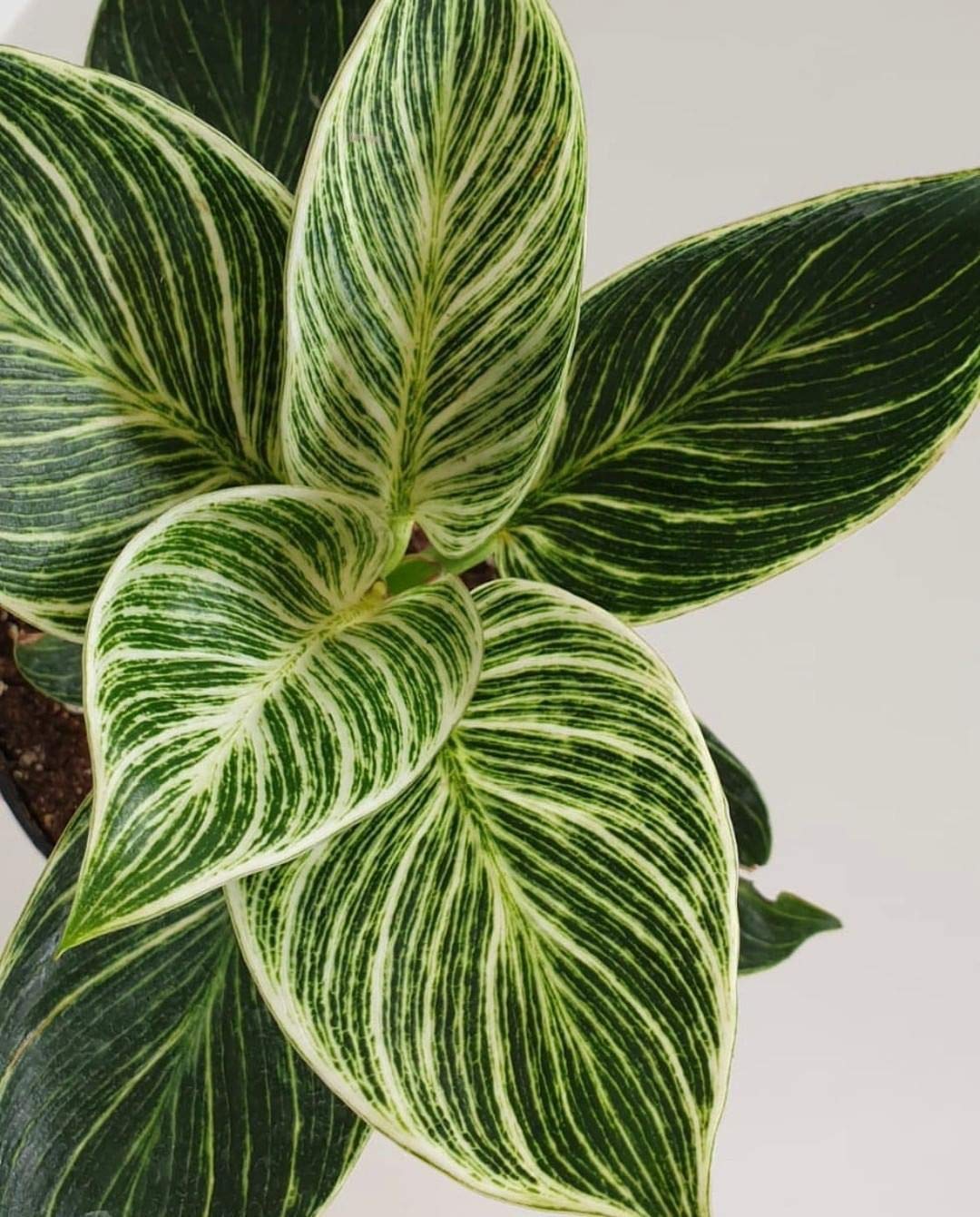 The Four Seasons Philodendron Birkin Rare Imported Variety Natural Live