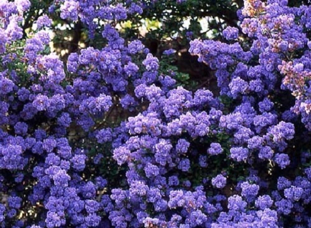 Ceanothus Dentatus Californian Lilac Shrub Supplied in a 9cm Pot