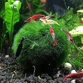 3Pcs Moss Balls for Fish Tank Aquarium Plants Freshwater Moss Ball Decorative, Grrren, 1.2-1.5" (3)