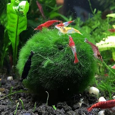 chico hooked on fishing 2019 Hooked on Fishing (@chicoHOFNOD)  Facebook