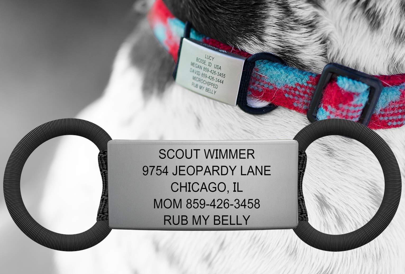 The Pet ID Slate Jingle Free Peace of Mind Dog Tag Fifth Degree