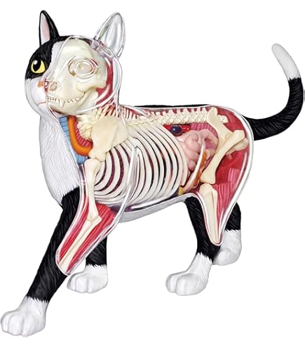 Amazon.com: Cat Anatomy Model - 4D Vision, 28 Parts for Animal