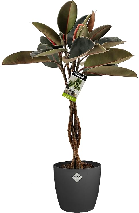 Planta de interior de Botanicly – Gomero en maceta antracita como ...