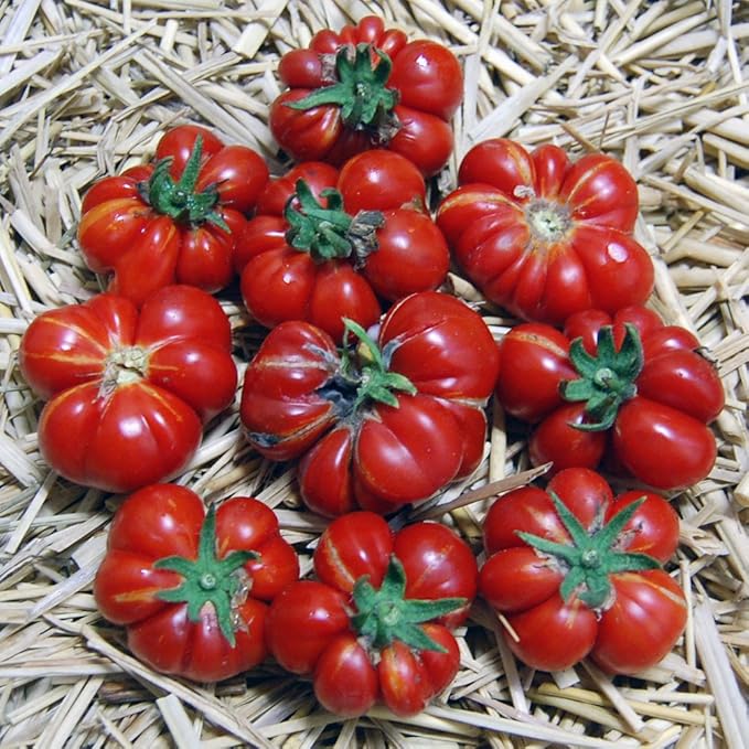Amazon Seed Heirloom Tomato Voyage エアルーム トマト ヴォヤージュ 15seeds R 15新品種 野菜