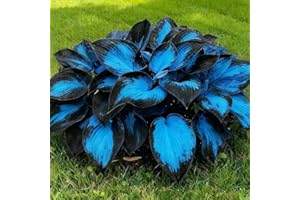 Piklomo Hosta Seeds - 200 Seeds Pack-Leaf Shade Plant Seeds for Unique Landscapes & Vibrant Foliage Gardens