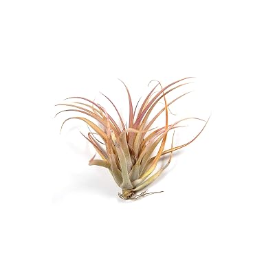 huge aloe vera plant for sale Buy 'Large Aloe Vera Plants - Aloe barbadensis' Care and Growing Guide