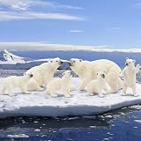 Toymany 6PCS Polar Bear Family Figurines Toy Realistic Arctic Animals Cub Cake view 4