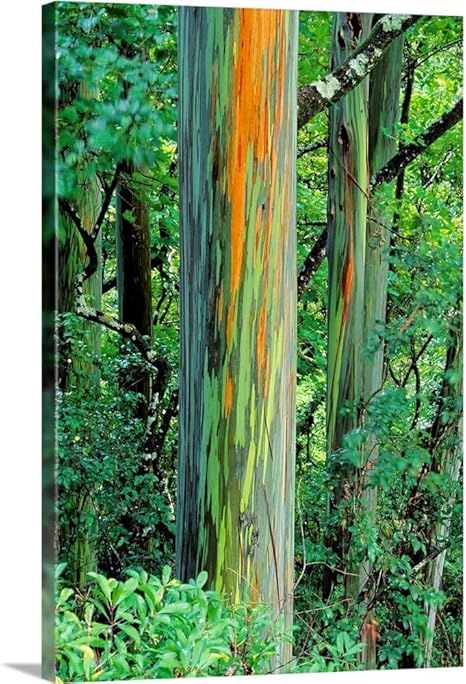 Amazon Com Greatbigcanvas Hawaii Maui Hana Rainbow Eucalyptus Tree Trunk Canvas Wall Art Print 12 X18 X1 5 Everything Else