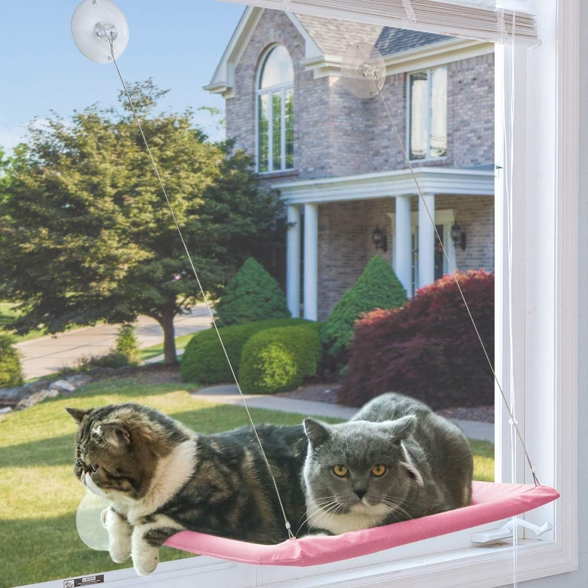 NOYAL Cat Resting Seat Perch Window Hammock Cats Kitty Safety Bed with Durable Heavy Duty Suction Cups Cat Bed Holds Up to 30lbs(Extra 2 Suction Cups) : Pet Supplies