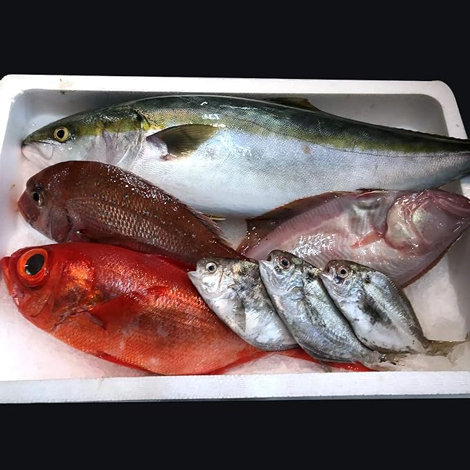 Amazon ざこばの朝市 大阪市 中央卸売市場 直送 鮮魚セット 市場直送 新鮮 ざこばの朝市オンラインショップ 生鮮魚介類 水産加工品 通販