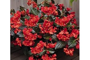 Pcs Red Wax Begonia Flower Seeds Begonia Semperflorens Flower Bloom All Summer with Little Maintenancefl100+ Seeds - Perfect