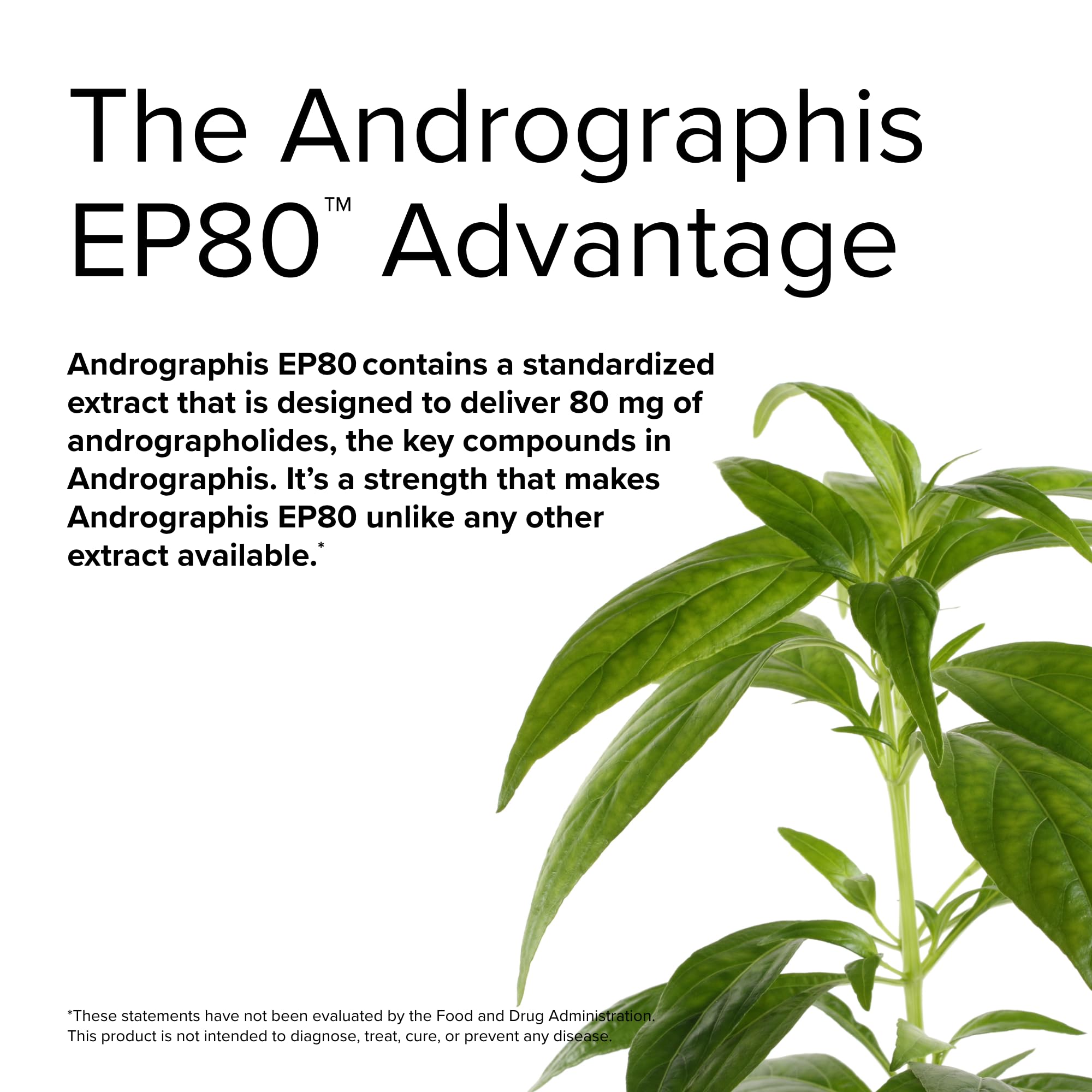Terry Naturally Andrographis EP80 Extra Strength - Brain Health & Immune Support - Joint Health Supplement to Aid Mobility - Vegan Adaptogen Supplement for Energy & Liver Support - 60 Capsules