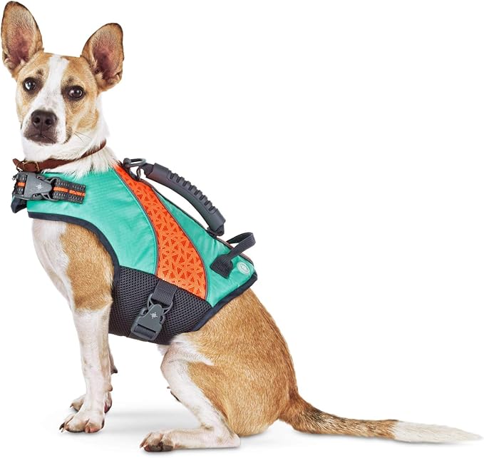 mini goldendoodle dog