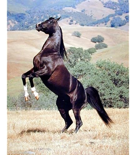 Amazon.com: Impact Posters Gallery Wild Black Stallion Horse
