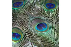 NEWONG 15pcs Peacock Feather Natural in Bulk 10-12 inch 25-30cm for Vase Craft Vase Wedding Home Party Christmas Day Decoration Peacock Feathers for Craft