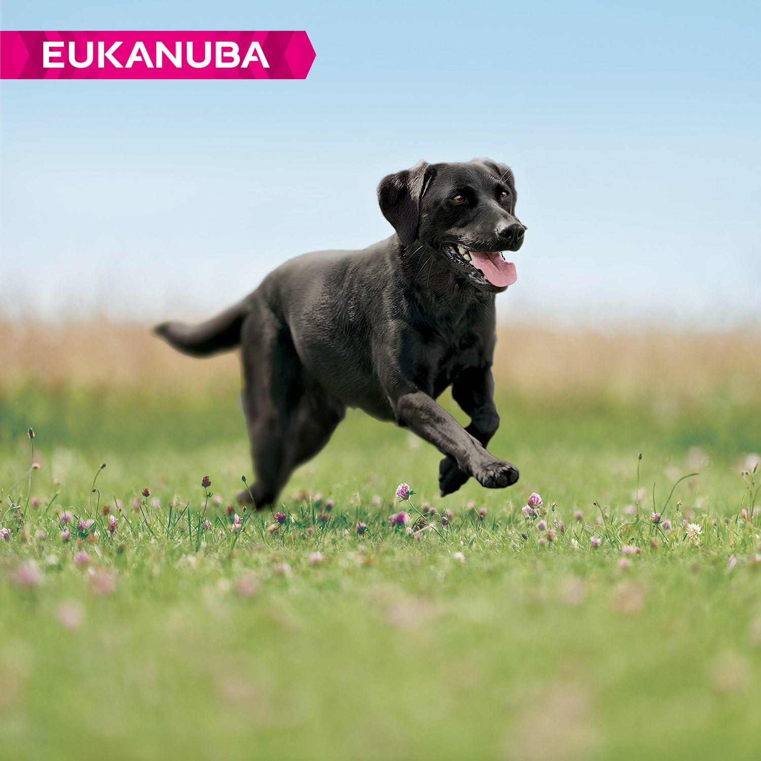 Eukanuba Adult Dog Food For Large Dogs Rich In Fresh Chicken for the Optimal Body Condition of Your Dog 12 kg - Image 4