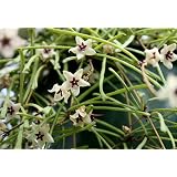 Hoya Carnosa - Plante Grasse Parfumée - Fleur Cire Miel - Plante D'Intérieur