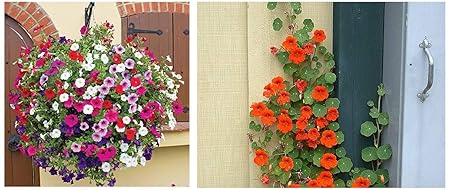 Creative Farmer Nasturtium Climber Flower Plant Seeds & Petunia Hanging Mix Flower Seeds Combo