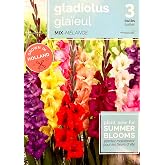 Gladiolus, Flower Bulbs, Mixed Colors, Grown in Holland