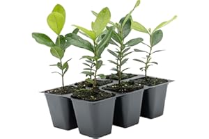 CITRONELLAKING 6 Pineapple Guava (Feijoa) Trees | 6 Saplings in 2.5-inch Nursery Cubes | Feijoa Sellowiana Variety | Drought-Tolerant Fruit-Bearing Trees and Shrubs | Tropical Ornamental Charm for Home and Garden