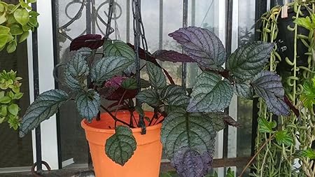 Aiden Gardens Rare Hemigraphis alternata Red Flame ivy waffle plant 1 Healthy Live Plant Suitable for Hanging Plant