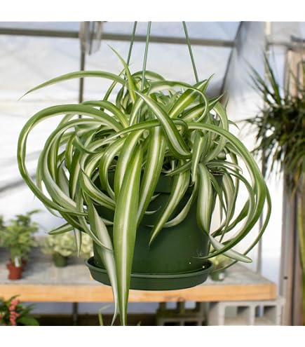 sansevieria metallica Sansevieria trifasciata 'Metallica' main image 0