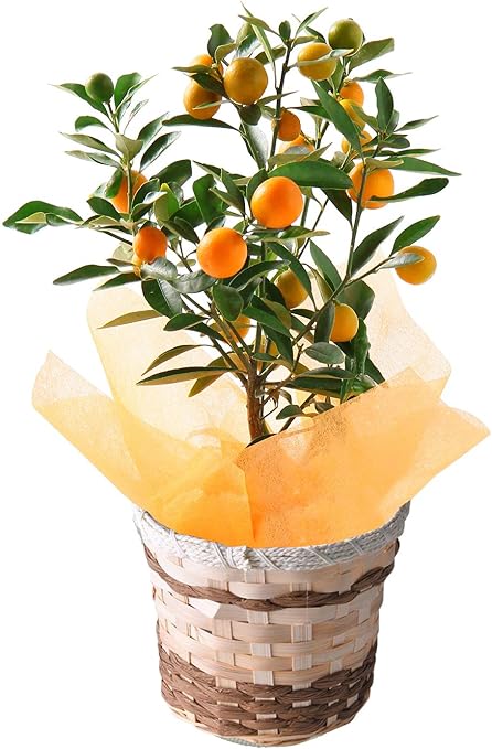 Amazon 花のギフト社 金柑鉢植え ぷちまる 金柑の木 きんかん鉢植え きんかんの木 キンカンの木 金柑の実 花 観葉植物 フラワーギフト オンライン通販 Amazon 花のギフト社 金柑鉢植え ぷちまる 金柑の木 きんかん鉢植え きんかんの木 キンカンの木 金柑の実 花 観葉植物 フラワーギフト オンライン通販
