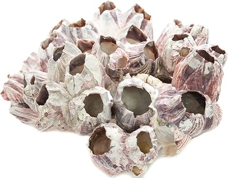 Amazon Com Real Purple Barnacle Cluster 5 7 Aquarium