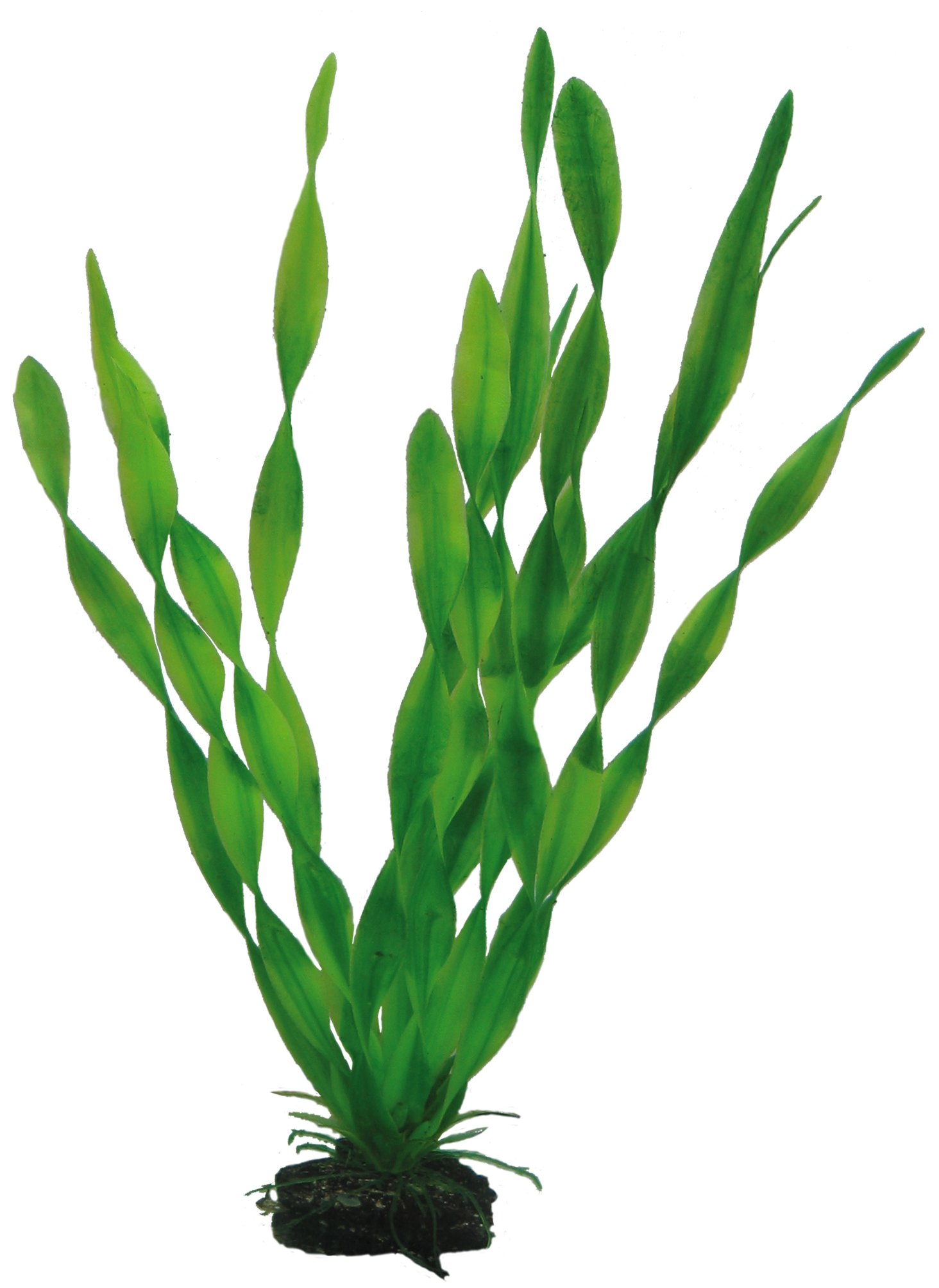 Hobby Vallisneria, 34 cm, 55 g (Pack of 1)