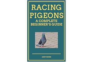 Racing Pigeons: A Complete Beginner’s Guide