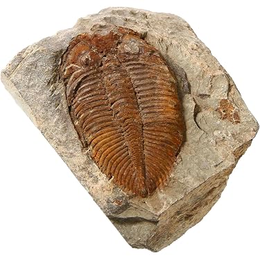 Amazon Best Sellers: Best Science Fossils