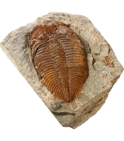 三葉虫の化石 美麗 Calymene celebra USA産 本物保証 Amazon.com: 2 to 3 Inch Calymene Trilobite Fossil! 460 Million