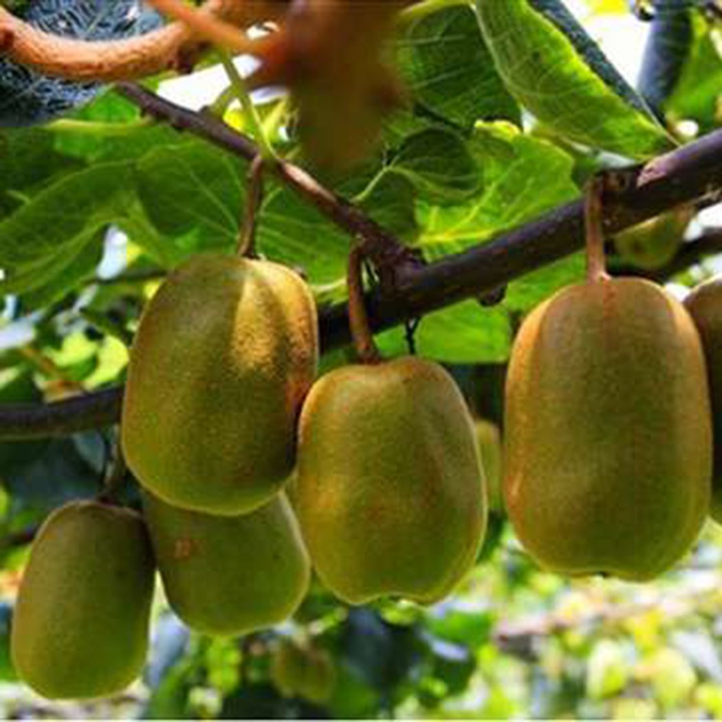 Edited 50 STÜCKE Actinidia Chinensis Samen Kiwis Samen Süße Frucht Haus Garten Pflanzen, Kiwi selbstfruchtend Actinidia chinensis, Kiwi
