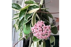 UIOTER Hoya Plant, Hoya Live Plant, Hoya Carnosa Tricolor, Hoya Flower Plant, Variegated Hoya, Live Hoya Plant Indoor from 4 Inches Tall Bare Root, Vine House Plant