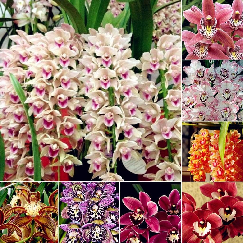 Dserw 100Pcs Cymbidium Orchid Seeds Flower Bonsai Plant Garden Office Balcony Decor