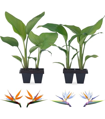vitamin RHirotaka bird of paradise 81xlkwDmBoL._UF894,1000_QL80_.jpg