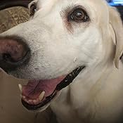 amazon royal canin labrador