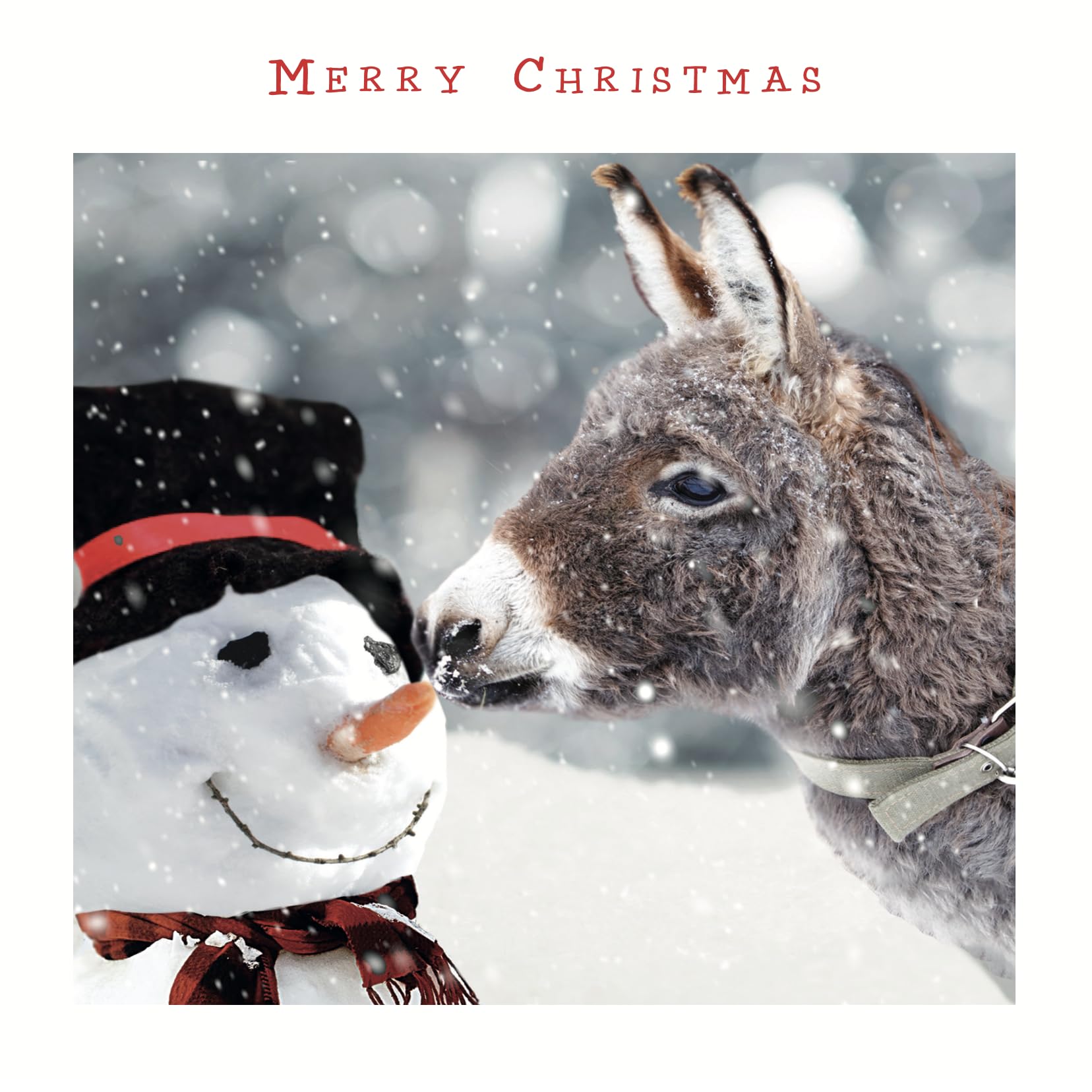 Festive Dressed Up Jolly Snowman and Donkey - Photographic Art - Red Foil Lettered Merry Christmas Premium Charity Pack of 5 Xmas Cards - XP229AFF