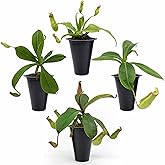 Pitcher Plant Collection (4 Pack) Rare Nephentes Live Carnivorous Plants- Gaya, Miranda, Lady Luck &amp; Alata- Insect Eating Indoor Plants, Exotic Live Pitcher Plants